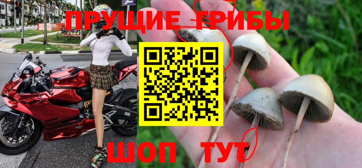 Галлюциногенные грибы Cubensis Россошь